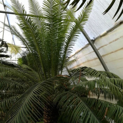 Cycas circinalis Cycas circinalis