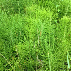 Equisetum telmateia Equisetum telmateia