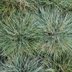 Festuca valesiaca 'Glaucantha' Festuca valesiaca 'Glaucantha'