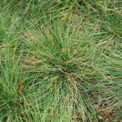 Festuca ovina Festuca ovina