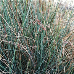 Juncus inflexus Juncus inflexus