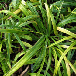 Liriope muscari 'Aurea'