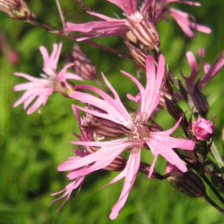 Lychnis flos - cuculi Lychnis flos - cuculi
