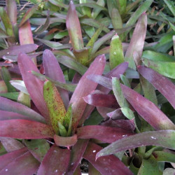 Neoregelia 'Flamenco' Neoregelia 'Flamenco'