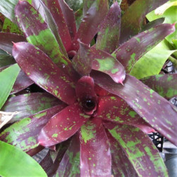 Neoregelia 'Green Eyes' Neoregelia 'Green Eyes'