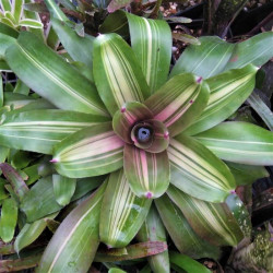Neoregelia 'Margaret' Neoregelia 'Margaret'