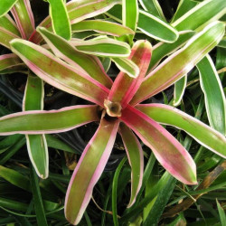 Neoregelia fireball 'Variegata' Neoregelia fireball 'Variegata'