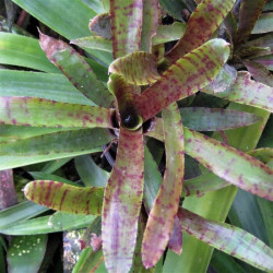 Neoregelia liliputiana Neoregelia liliputiana