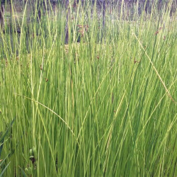 Schoenoplectus tabernaemontani 'Albescens' Schoenoplectus tabernaemontani 'Albescens'