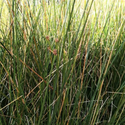 Scirpoides holoschoenus Scirpoides holoschoenus
