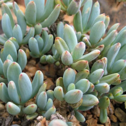 Senecio serpens 'Blue Chalksticks' Senecio serpens 'Blue Chalksticks'