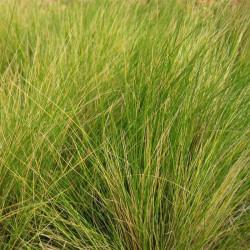 Stipa trichotoma 'Palomino'