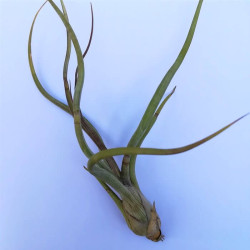 Tillandsia baileyi Tillandsia baileyi