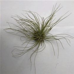 Tillandsia aeranthos Tillandsia aeranthos