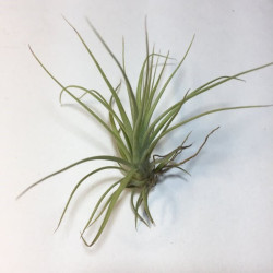 Tillandsia balbisiana Tillandsia balbisiana