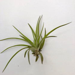 Tillandsia brachycaulos 'Abdita' Tillandsia brachycaulos 'Abdita'