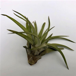 Tillandsia brachycaulos 'Multiflora' Tillandsia brachycaulos 'Multiflora'