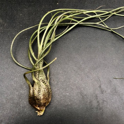 Tillandsia butzii Tillandsia butzii