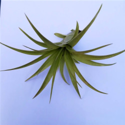 Tillandsia capitata 'Peach' Tillandsia capitata 'Peach'