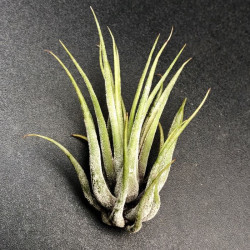 Tillandsia fasciculata Tillandsia fasciculata