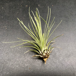 Tillandsia filifolia Tillandsia filifolia