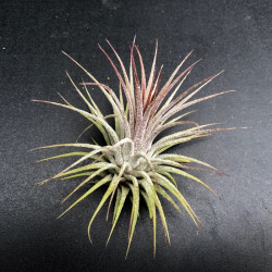 Tillandsia ionantha 'Rubra' Tillandsia ionantha 'Rubra'
