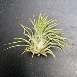 Tillandsia ionantha 'Scaposa' Tillandsia ionantha 'Scaposa'