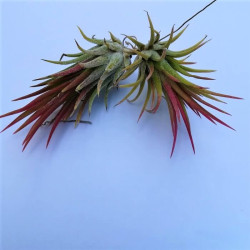 Tillandsia ionantha Tillandsia ionantha