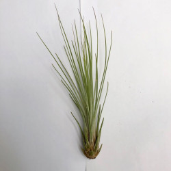 Tillandsia juncea Tillandsia juncea