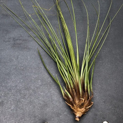 Tillandsia juncifolia Tillandsia juncifolia