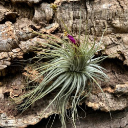 Tillandsia magnusiana