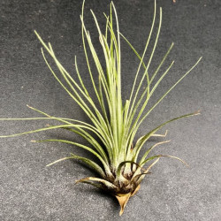 Tillandsia melanocrater