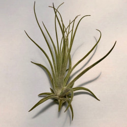Tillandsia oaxacana