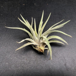 Tillandsia plagiotropica