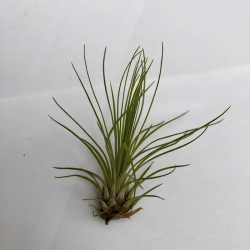 Tillandsia polystachya