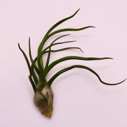 Tillandsia pruinosa