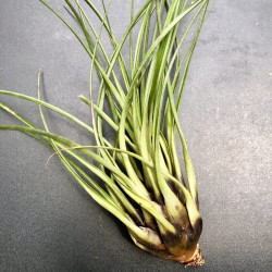 Tillandsia punctulata