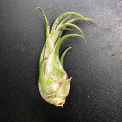 Tillandsia seleriana