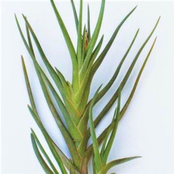 Tillandsia albertiana Tillandsia albertiana