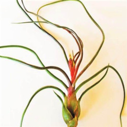 Tillandsia bulbosa Tillandsia bulbosa