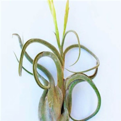 Tillandsia caput-medusae Tillandsia caput-medusae