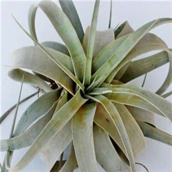 Tillandsia xerographica