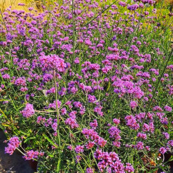 Verbena bonariensis 'Lollipop'