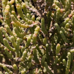 Arthrocnemum macrostachyum Arthrocnemum macrostachyum