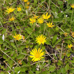 Arctotheca prostrata Arctotheca prostrata