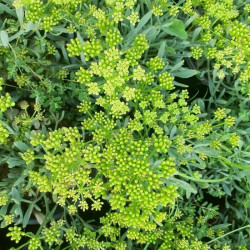 Crithmum maritimum Crithmum maritimum