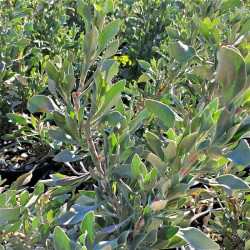 Limoniastrum monopetalum Limoniastrum monopetalum
