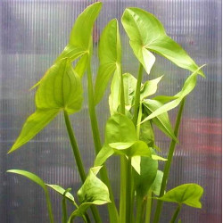 Sagittaria latifolia Sagittaria latifolia