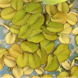 Salvinia natans Salvinia natans