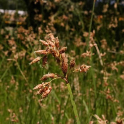 Scirpus maritimus Scirpus maritimus
